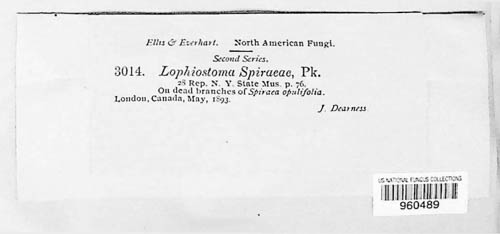Lophiostoma spiraeae image